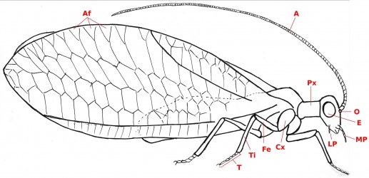Neuroptera